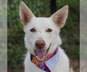 Siberian Husky-Unknown Mix Dogs for adoption in San Antonio, TX, USA
