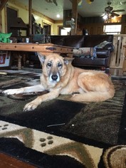 German Shepherd Dog Dogs for adoption in Spring , TX, USA