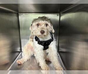 Poodle (Miniature)-Unknown Mix Dogs for adoption in Grand Prairie, TX, USA