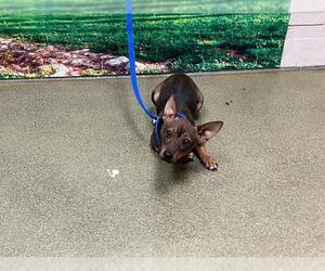 Chihuahua-Unknown Mix Dogs for adoption in Moreno Valley, CA, USA