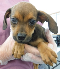 Dachshund Dogs for adoption in Morton Grove, IL, USA