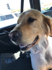 Golden Retriever Dogs for adoption in San Diego, CA, USA