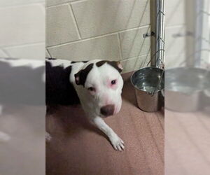 American Pit Bull Terrier Dogs for adoption in Ogden, UT, USA