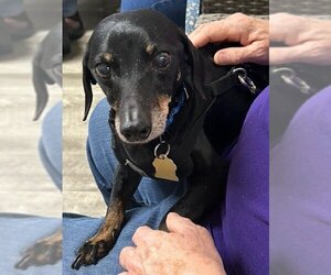 Doxie-Pin Dogs for adoption in Ellijay, GA, USA
