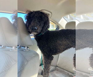 Poodle (Standard)-Unknown Mix Dogs for adoption in Rockaway, NJ, USA