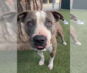 American Pit Bull Terrier Dogs for adoption in Downey, CA, USA