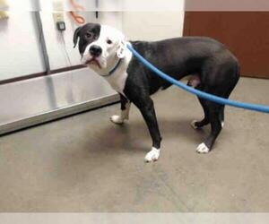 Bullypit Dogs for adoption in Chandler, AZ, USA