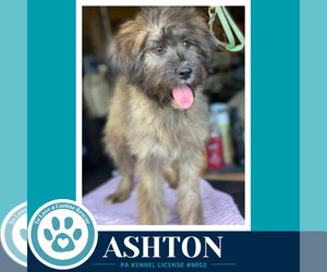 Unknown-Wheaten Terrier Mix Dogs for adoption in Kimberton, PA, USA