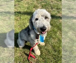 Poodle (Standard)-Unknown Mix Dogs for adoption in Kansas City, MO, USA