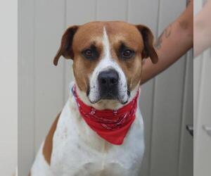 Mastiff-Unknown Mix Dogs for adoption in San Antonio, TX, USA