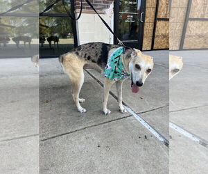 Mutt Dogs for adoption in The Woodlands, TX, USA