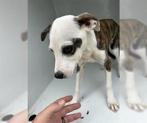 American Pit Bull Terrier-Unknown Mix Dogs for adoption in Houston, TX, USA