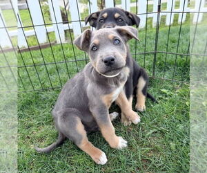 Mutt Dogs for adoption in Dana Point, CA, USA