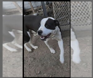 American Pit Bull Terrier-Labrador Retriever Mix Dogs for adoption in San Diego, CA, USA