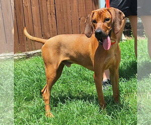 Redbone Coonhound-Unknown Mix Dogs for adoption in Wetumpka, AL, USA
