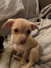 Dorgi Dogs for adoption in Littleton, CO, USA