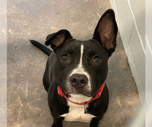 Medium Photo #2 American Bulldog-Unknown Mix Puppy For Sale in Tavares, FL, USA