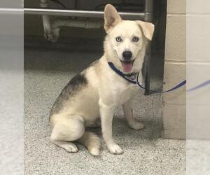Labsky Dogs for adoption in Conroe, TX, USA
