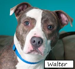 American Pit Bull Terrier Dogs for adoption in Chicago, IL, USA