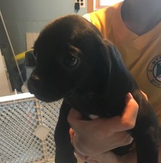 Pug Dogs for adoption in Wheaton, IL, USA