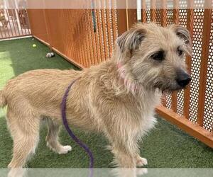 Mutt Dogs for adoption in Las Vegas, NV, USA