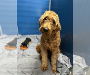 Goldendoodle Dogs for adoption in Stroudsburg, PA, USA