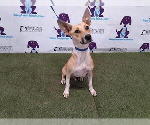 American Pit Bull Terrier-German Shepherd Dog Mix Dogs for adoption in Orlando, FL, USA