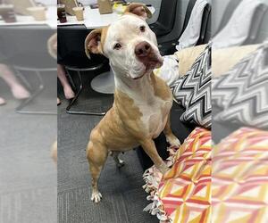 Staffordshire Bull Terrier Dogs for adoption in Peoria, IL, USA