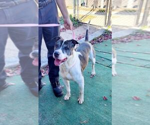 American Bulldog-Unknown Mix Dogs for adoption in Perth Amboy, NJ, USA