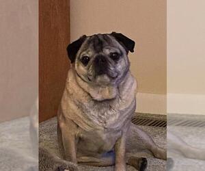 Pug Dogs for adoption in NEWPORT NH, NH, USA