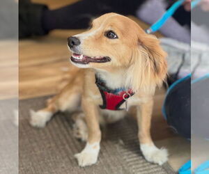 Spaniel-Unknown Mix Dogs for adoption in Dana Point, CA, USA