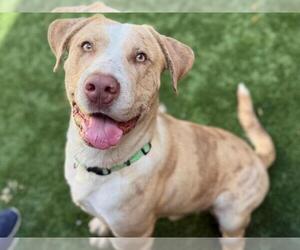 American Pit Bull Terrier-Labrador Retriever Mix Dogs for adoption in Moreno Valley, CA, USA