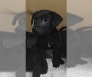 Medium Photo #1 Labrador Retriever-Unknown Mix Puppy For Sale in Grafton, WI, USA