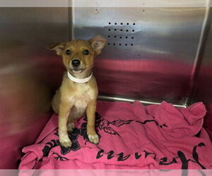 German Shepherd Dog-Unknown Mix Dogs for adoption in Rancho Cucamonga, CA, USA