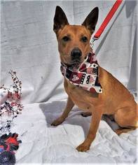 Carolina Dog-Unknown Mix Dogs for adoption in Graniteville, SC, USA