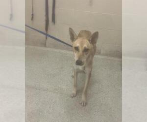 German Shepherd Dog-Unknown Mix Dogs for adoption in Conroe, TX, USA