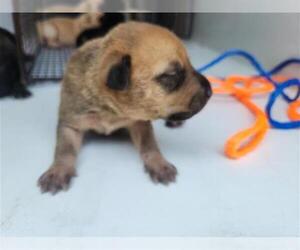 German Shepherd Dog-Unknown Mix Dogs for adoption in Houston, TX, USA