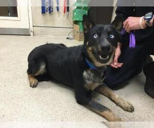 Mutt Dogs for adoption in Riverside, CA, USA