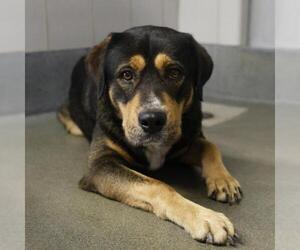 Rottweiler-Unknown Mix Dogs for adoption in San Antonio, TX, USA