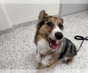 Australian Shepherd Dogs for adoption in Canfield, OH, USA