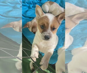 Mutt Dogs for adoption in Garden City, NY, USA