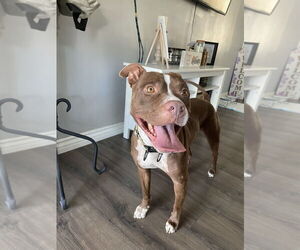 American Pit Bull Terrier-Unknown Mix Dogs for adoption in Dana Point, CA, USA