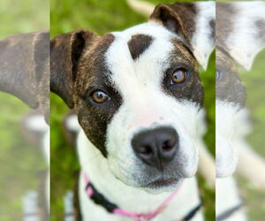 American Pit Bull Terrier-Unknown Mix Dogs for adoption in West Cornwall, CT, USA