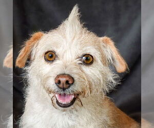 Chihuahua-Unknown Mix Dogs for adoption in Albuquerque, NM, USA