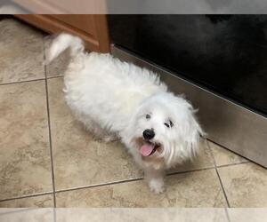 Mutt Dogs for adoption in San Antonio, TX, USA