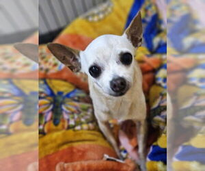 Chihuahua-Unknown Mix Dogs for adoption in oakland, FL, USA