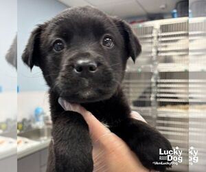 Retriever -Unknown Mix Dogs for adoption in Washington, DC, USA