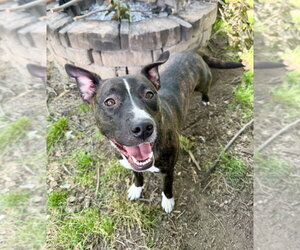 Mutt Dogs for adoption in Boston, MA, USA