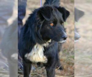 Border Collie Dogs for adoption in Tuscumbia, AL, USA