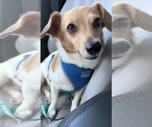 Mutt Dogs for adoption in Morganville, NJ, USA